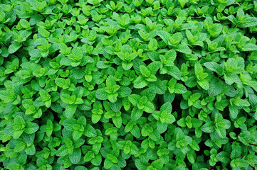 green mint plant grow at vegetable garden