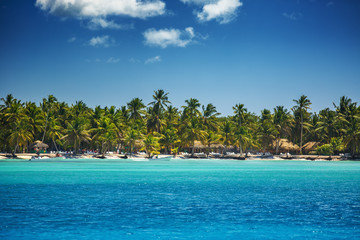 Palm trees on the tropical beach