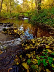 Autumn in natural park Bobrava