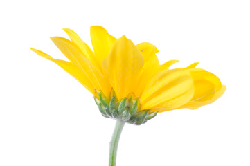 Marigold flower isolated on white.