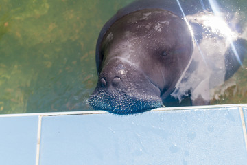 The Amazonian manatee (Trichechus inunguis) in Amazon Manatee Rescue Center near Iquitos, Peru