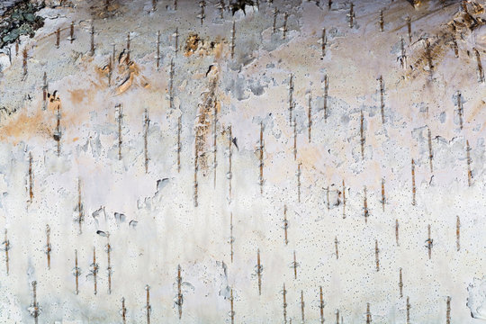 The white texture of birch bark
