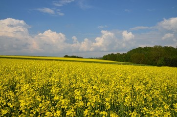 Obraz premium Naturlandschaft mit Rapsfeld unter blauem Himmel mit Quellwolken 