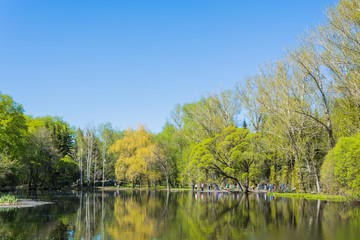 Trees in the park near lake in spring sunny day