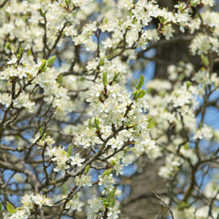 Pflaumenblüte, Pflaumenbaum, Prunus