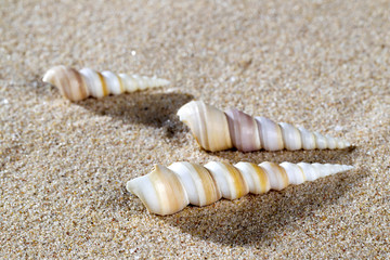 sea shell