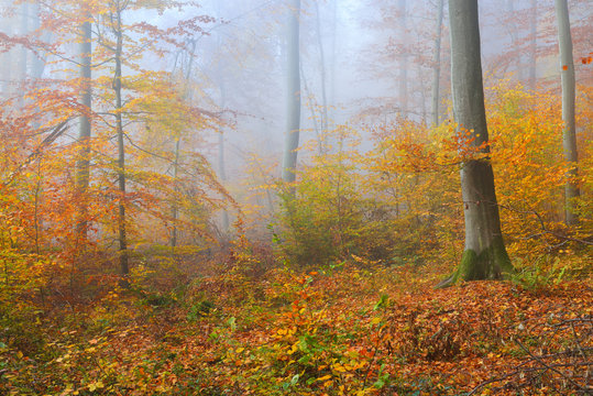 Fototapeta Mysterious morning fog in a beautiful beech tree forest. Autumn trees with yellow and orange foliage. Heidelberg, Germany