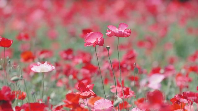 Shirley Poppy Flowers,at Showa Memorial Park,Tokyo,Japan,Filmed in 4K.
