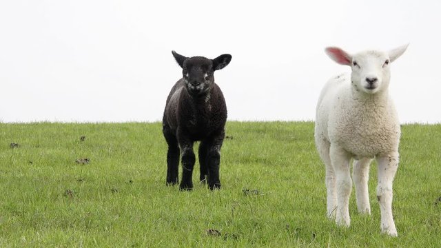 Black and white lamb standing on meadow and looking 