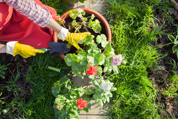 Gardener planting flowers in pot