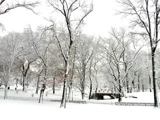 Central park with snow