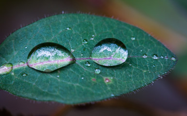 Tropfen auf Blatt