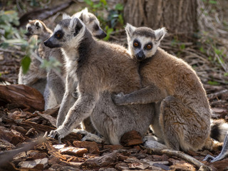 Lemur embraced the front