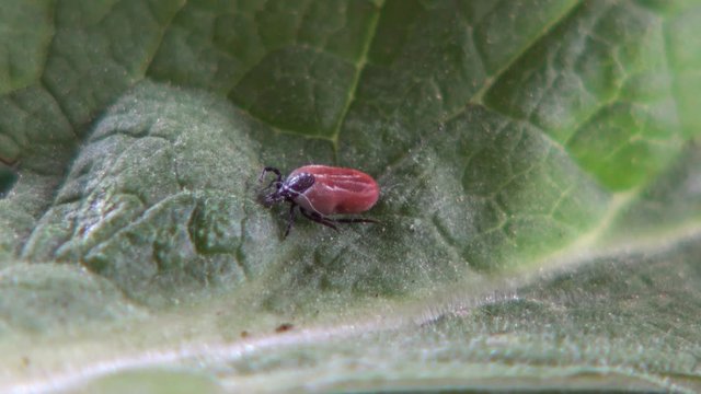 Zecke auf einem Blatt