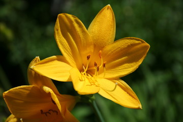 Obraz premium Flower Daylily, Hemerocallis