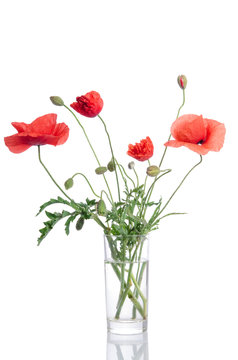 Bouquet of poppies in glass vase isolated on white background