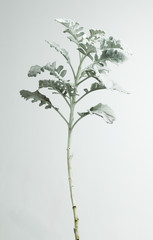 flower plant on grey background