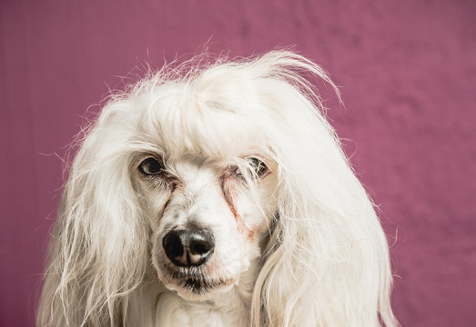 Portrait of dog, close-up