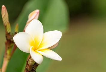 Plumeria flower with copy space for background.