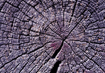 Old wooden log texture.