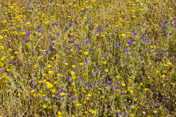 Grass field with blue and yellow flowers