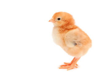 Yellow chicken on the white background