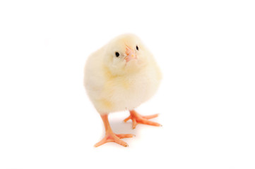 Little yellow chicken isolated