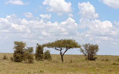 Fototapeta na wymiar Savanna plain with acacia trees against cloudy sky background. Serengeti National Park, Tanzania, Africa. 