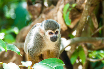Obraz premium Squirrel monkey at Ile Royale, one of the islands of Iles du Salut (Islands of Salvation) in French Guiana