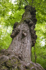 Old tree in the forest with growths on the trunk
