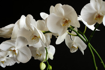 Obraz na płótnie Canvas orchid flower on black background