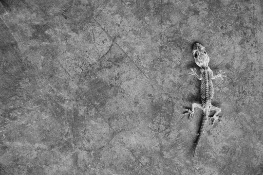 Small lizard die