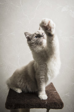 Ragdoll cat sitting on scratching post, front leg outstretched