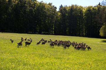 Fototapeta premium Hirsche im Altmühltal