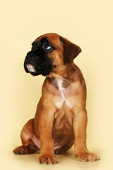 red sad puppy boxer sitting and looking piteously up