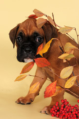 a scared puppy boxer hid behind a thin twig