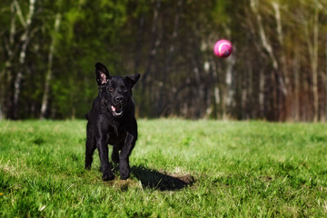 lack dog breed Labrador playing with a ball
