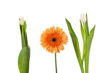 tulip with a daisy on the center