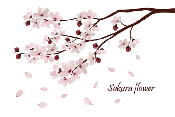 Sakura flowers vector illustration. 
