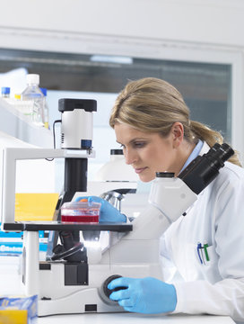 Scientist viewing stem cell cultures growing in growth medium under a inverted microscope in a laboratory