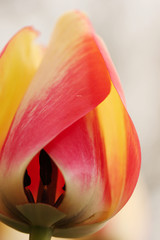 Tulip