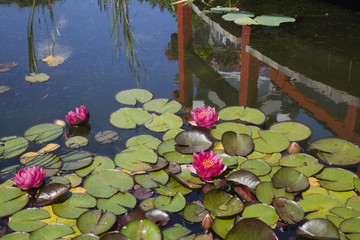 Pond with pink nymphaea and water lily flowers in landscaped garden, Quebec, Canada
