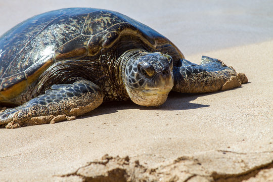 Turtle on beach, close-up, Hawaii