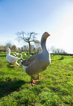 Portrait of a goose and gander in spring field