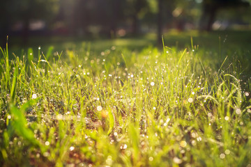 Dew on fresh green grass.