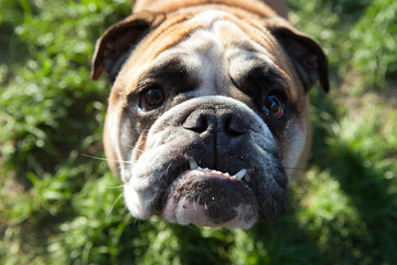 English bulldog