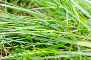 Obraz premium Dew on the lush green grass
