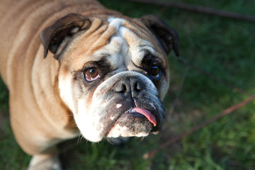 English bulldog