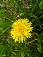 Yellow dandelion in a forest