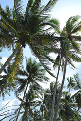 Obrazy na Szkle  palmy w słońcu